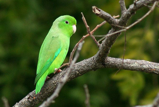 一分钟了解鹦鹉-ayx